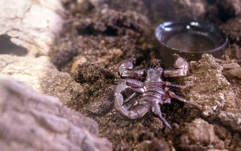 Skorpion Swevenom